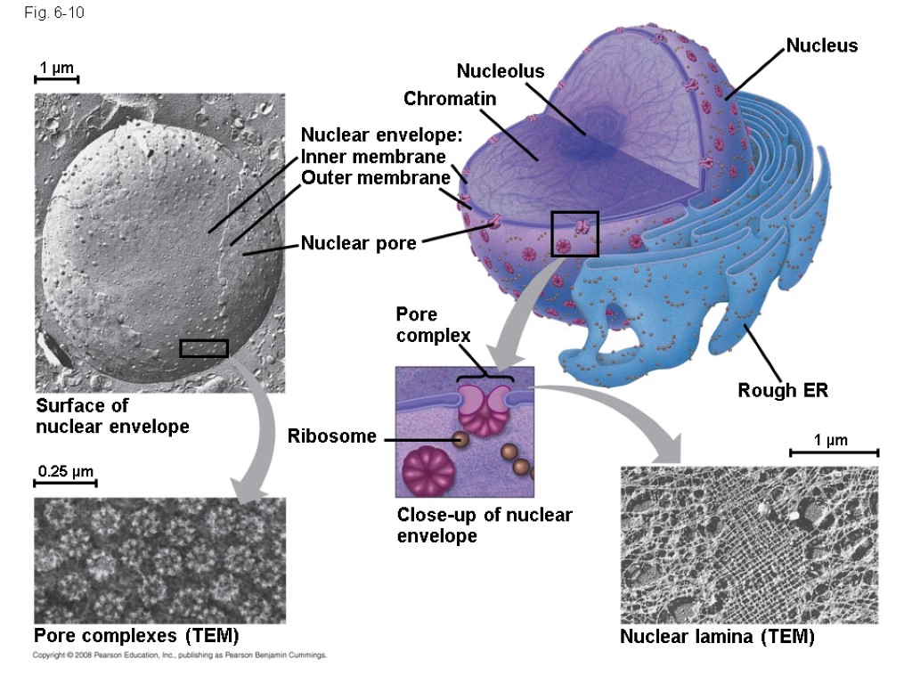 Fig. 6-10 Nucleolus Nucleus Rough ER Nuclear lamina (TEM) Close-up of nuclear envelope 1